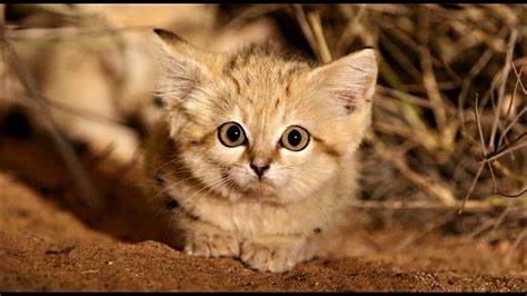 沙漠 貓